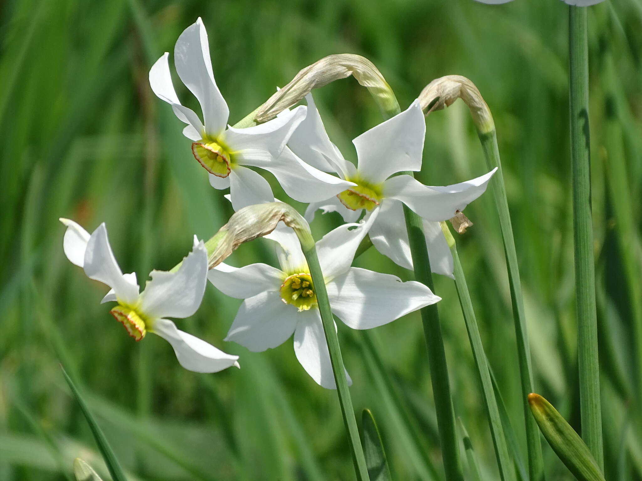 Narcissus poeticus subsp. radiiflorus (Salisb.) Baker的圖片