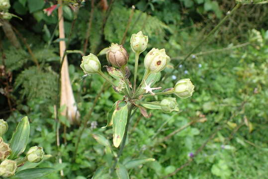 Image of lily of the Incas