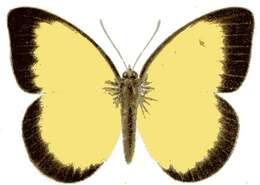 Image of Belenois hedyle (Cramer (1777))