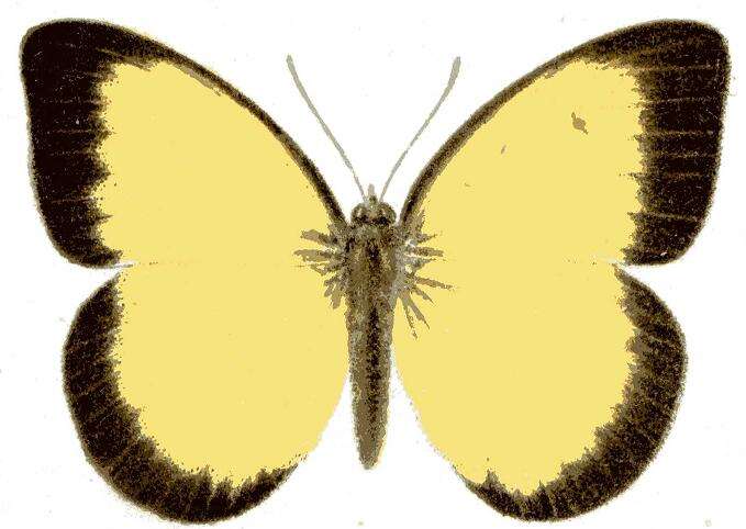 Image of Belenois hedyle (Cramer (1777))