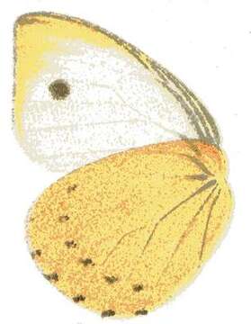 Image of Dixeia pigea (Boisduval 1836)