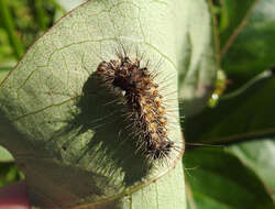 Image of Long-winged Dagger Moth