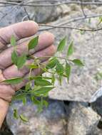 Image of fragrant ash