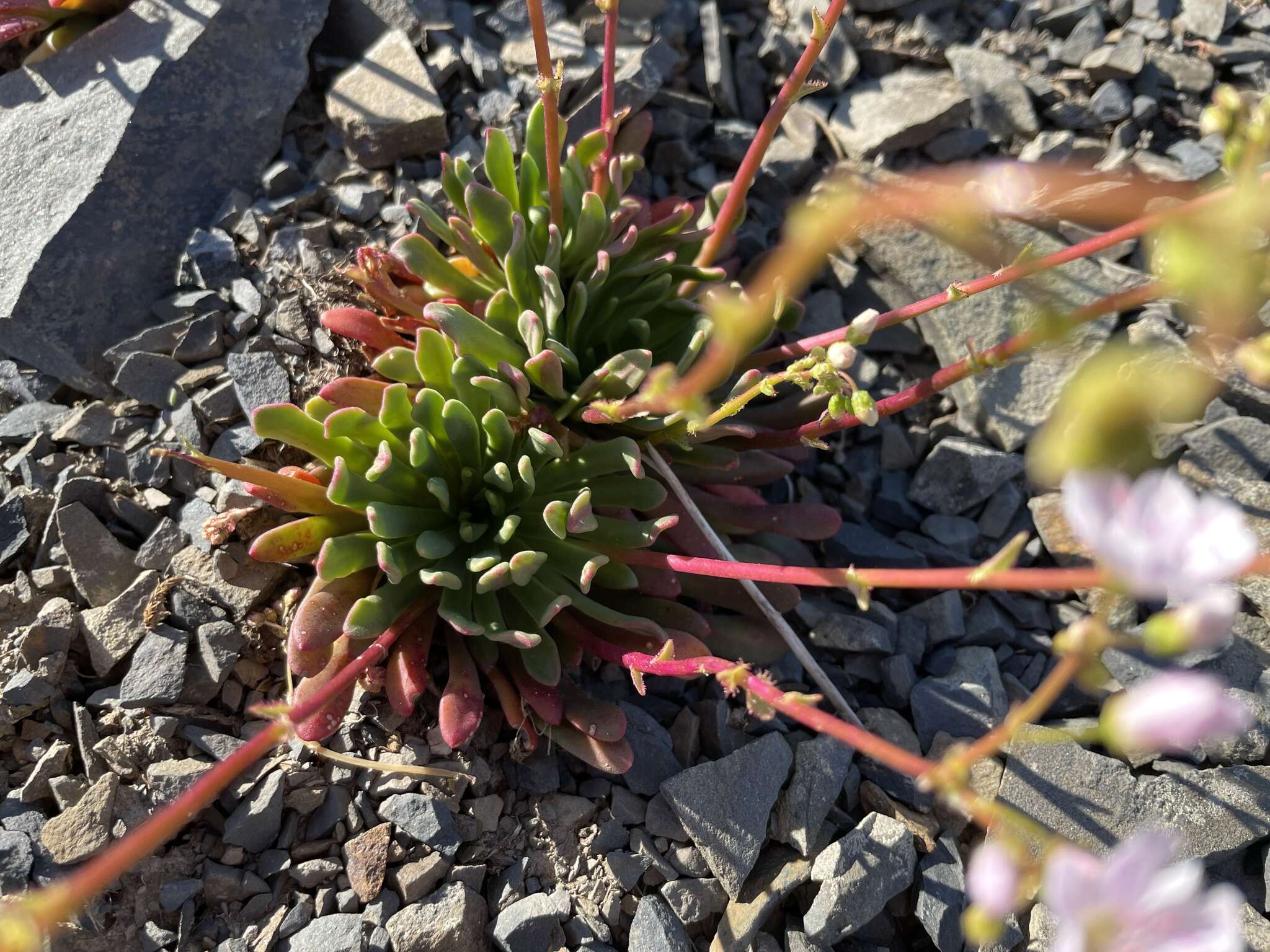 Image of Columbian lewisia