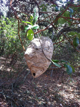 Image of Bald-faced Hornet