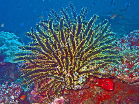 Image of Bottlebrush Feather Star