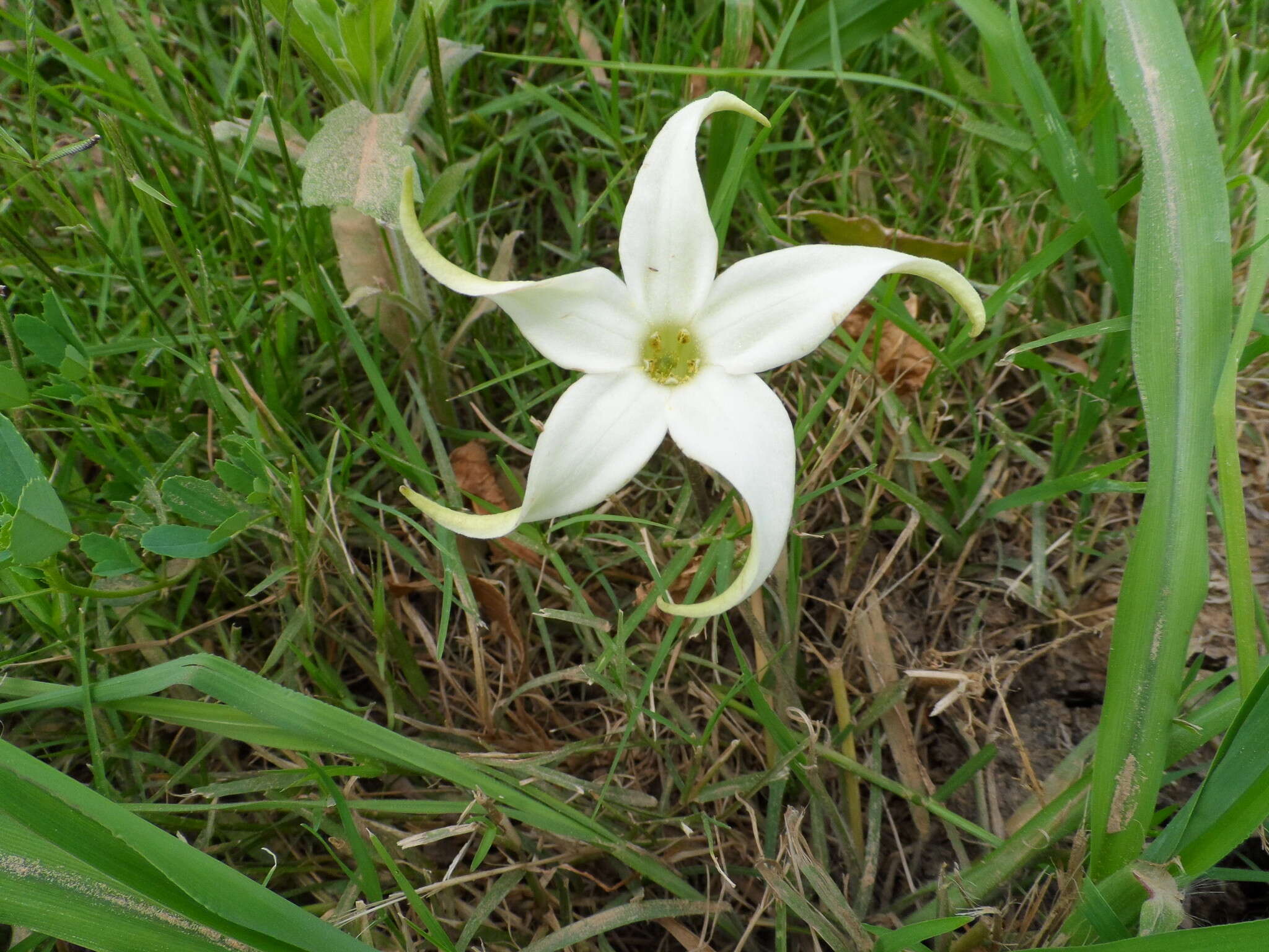 Image of Springblossom