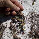 Image of coastal plain nailwort