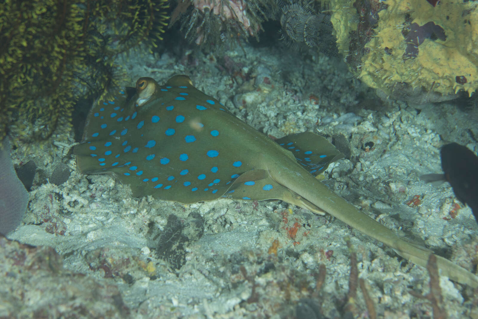 Image of Oceania fantail ray