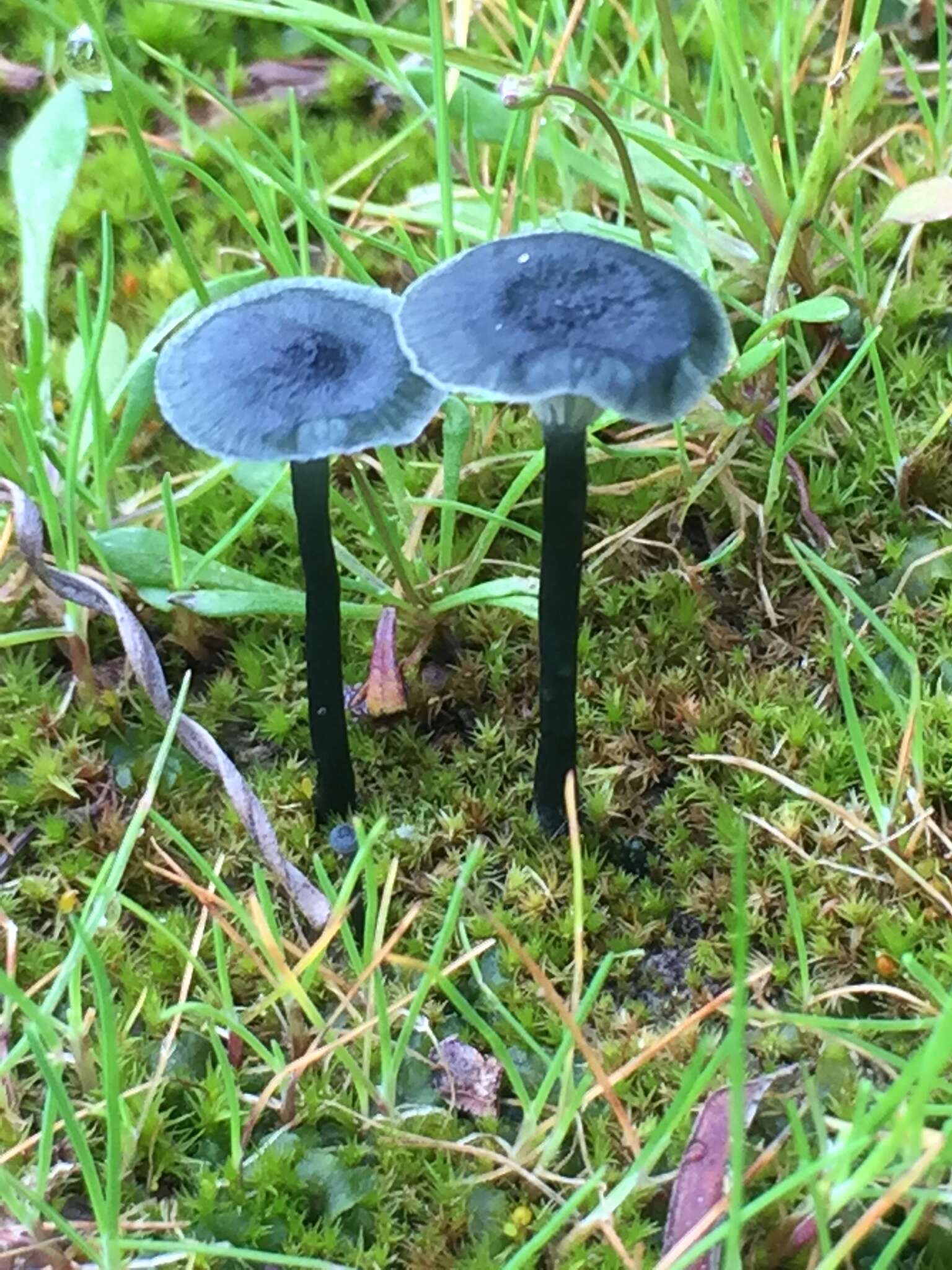 Imagem de Arrhenia chlorocyanea (Pat.) Redhead, Lutzoni, Moncalvo & Vilgalys 2002