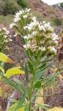 Image of Echium giganteum L. fil.