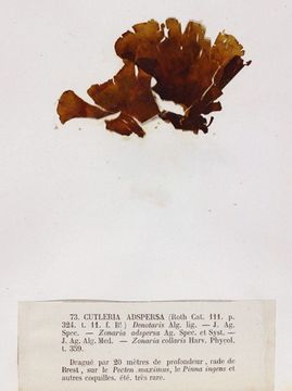 Image of Cutleria
