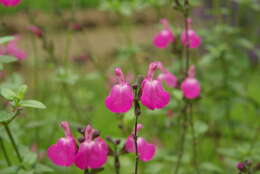 Salvia microphylla Kunth resmi