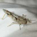 Image of Ridged Grasshopper