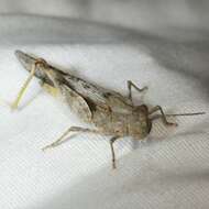 Image of Ridged Grasshopper