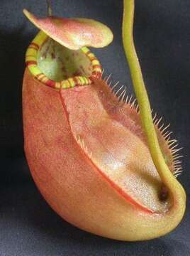 Image of Nepenthes sumatrana (Miq.) G. Beck