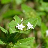 Image of rough Mexican clover