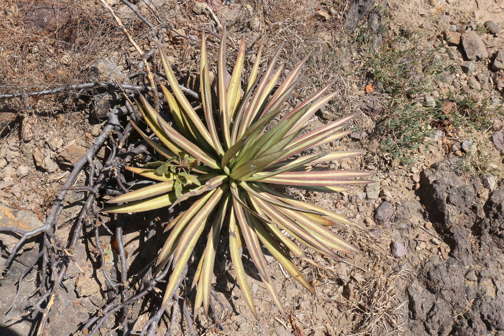 Image of Agave ortgiesiana (Baker) Trel.