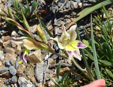 Image of Gladiolus scullyi Baker