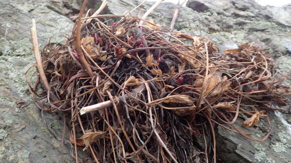 Imagem de Ligusticum scoticum subsp. hultenii (Fern.) Calder & Roy L. Taylor