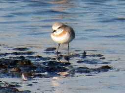 Image of Charadrius pallidus pallidus Strickland 1853