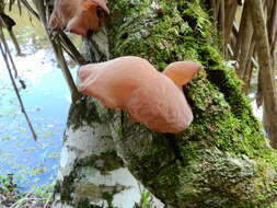 Image de Auricularia fuscosuccinea (Mont.) Henn. 1893