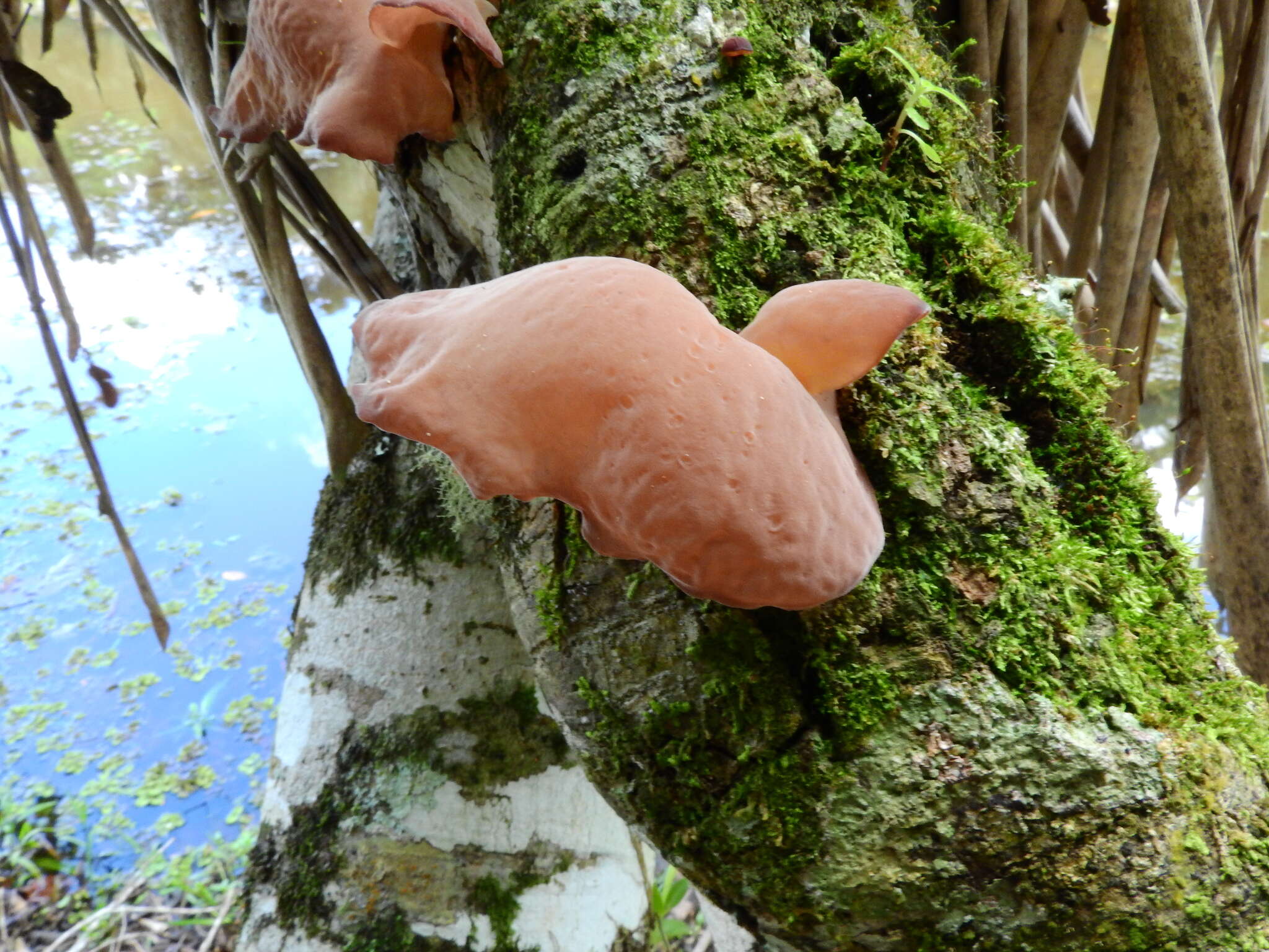 Imagem de Auricularia fuscosuccinea (Mont.) Henn. 1893