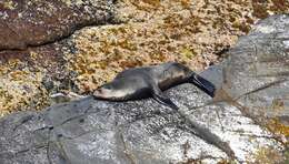 Image of Amsterdam Island Fur Seal