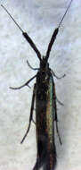 Image of Coleophora mayrella