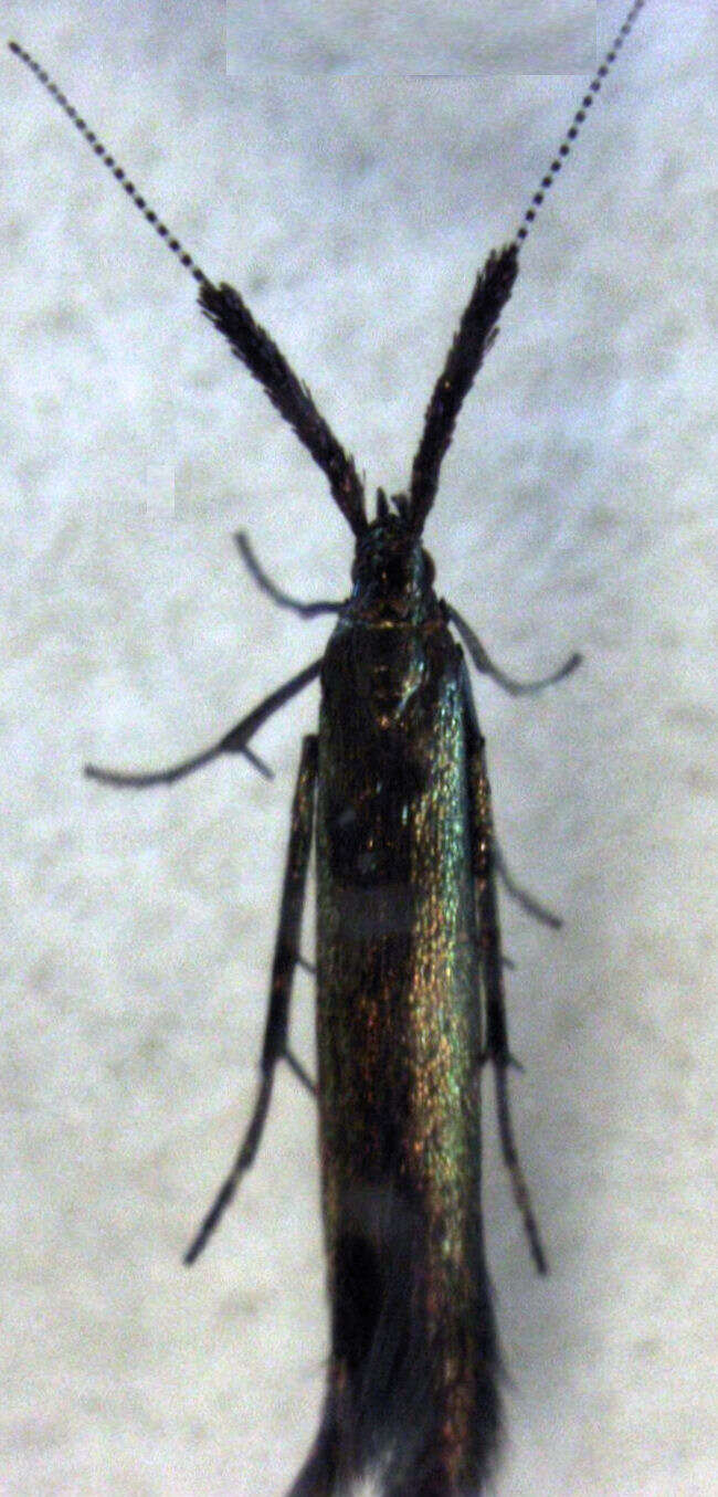 Image of Coleophora mayrella