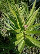 Image of swamp milkweed