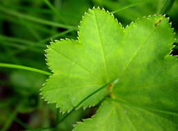 Image of Alchemilla lindbergiana Juz.