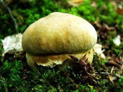 Imagem de Boletus reticulatus Schaeff. 1774