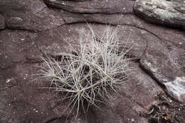 Image of Tillandsia streptocarpa Baker