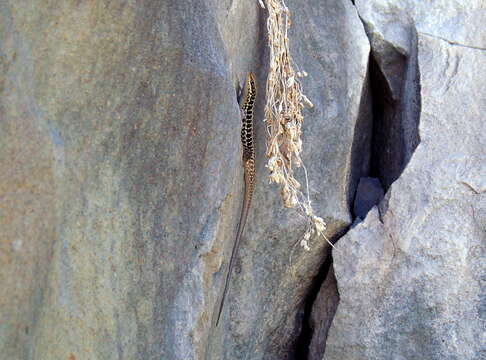 صورة Heremites auratus (Linnaeus 1758)