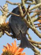 Image of Common Square-tailed Drongo