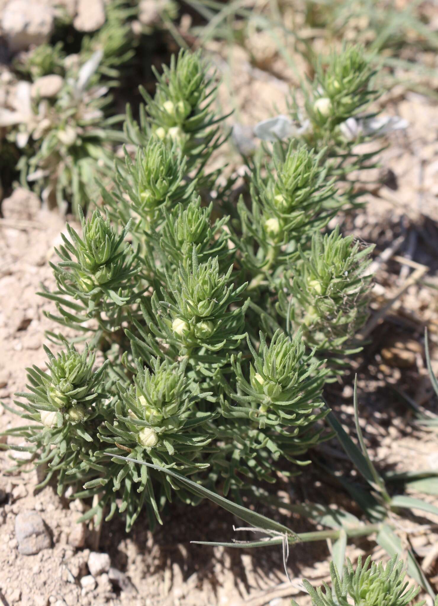 Teucrium laciniatum Torr.的圖片