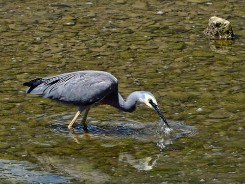 Image of White-faced Heron