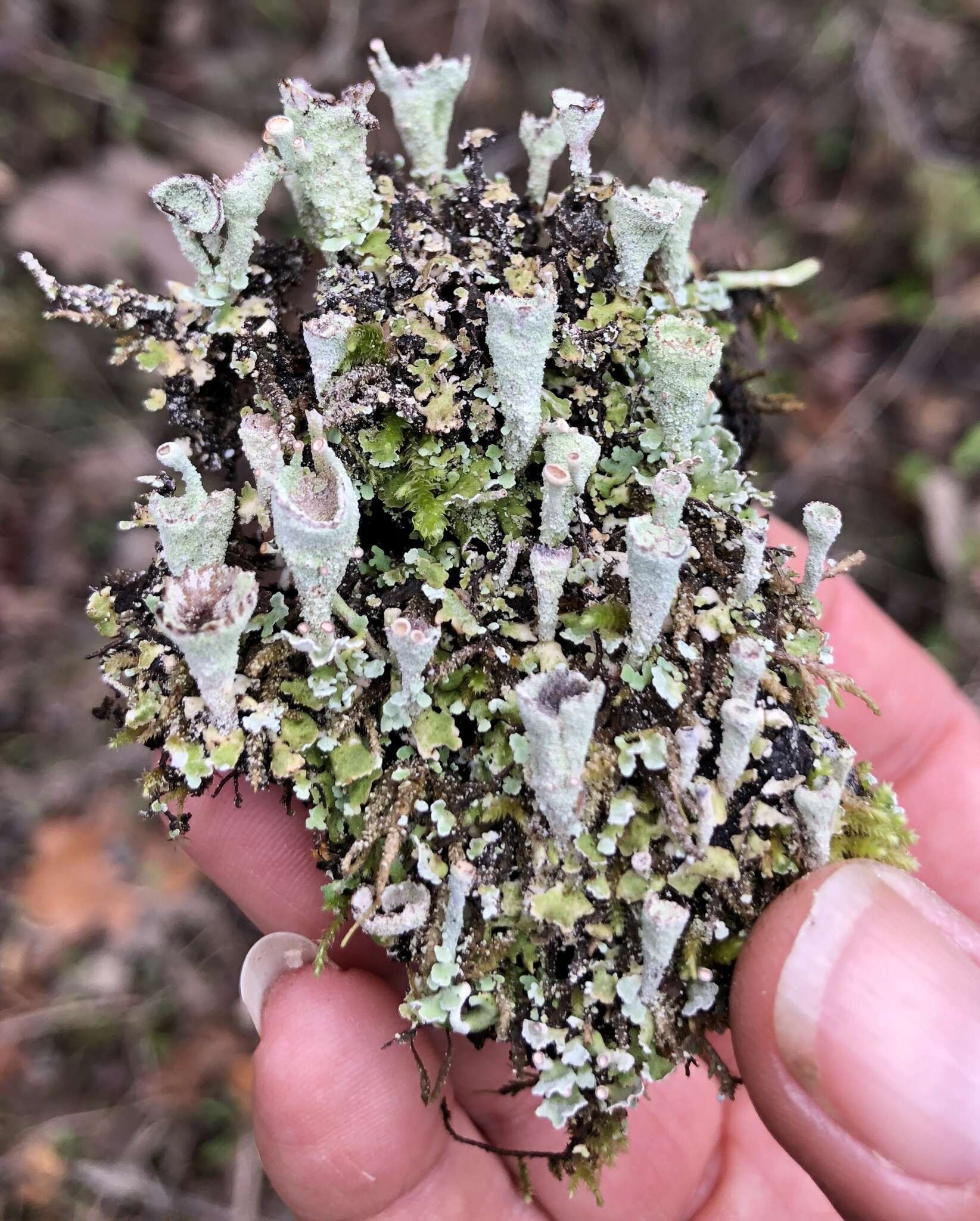 Plancia ëd Cladonia carneola (Fr.) Fr.