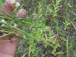 Plancia ëd Erigeron acris subsp. podolicus (Bess.) Nym.