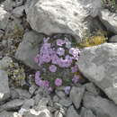 Image de Phlox richardsonii subsp. alaskensis (Jordal) Wherry