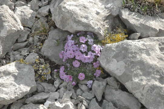 Image de Phlox richardsonii subsp. alaskensis (Jordal) Wherry