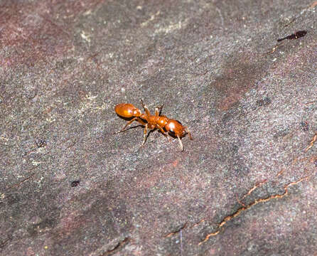 Image of Pseudomyrmex apache Creighton 1953