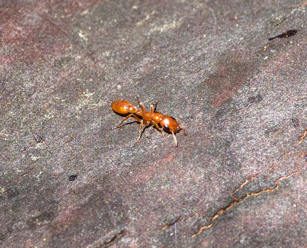 Image of Pseudomyrmex apache Creighton 1953