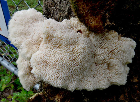 Image of Leucophellinus hobsonii (Berk. ex Cooke) Ryvarden 1988