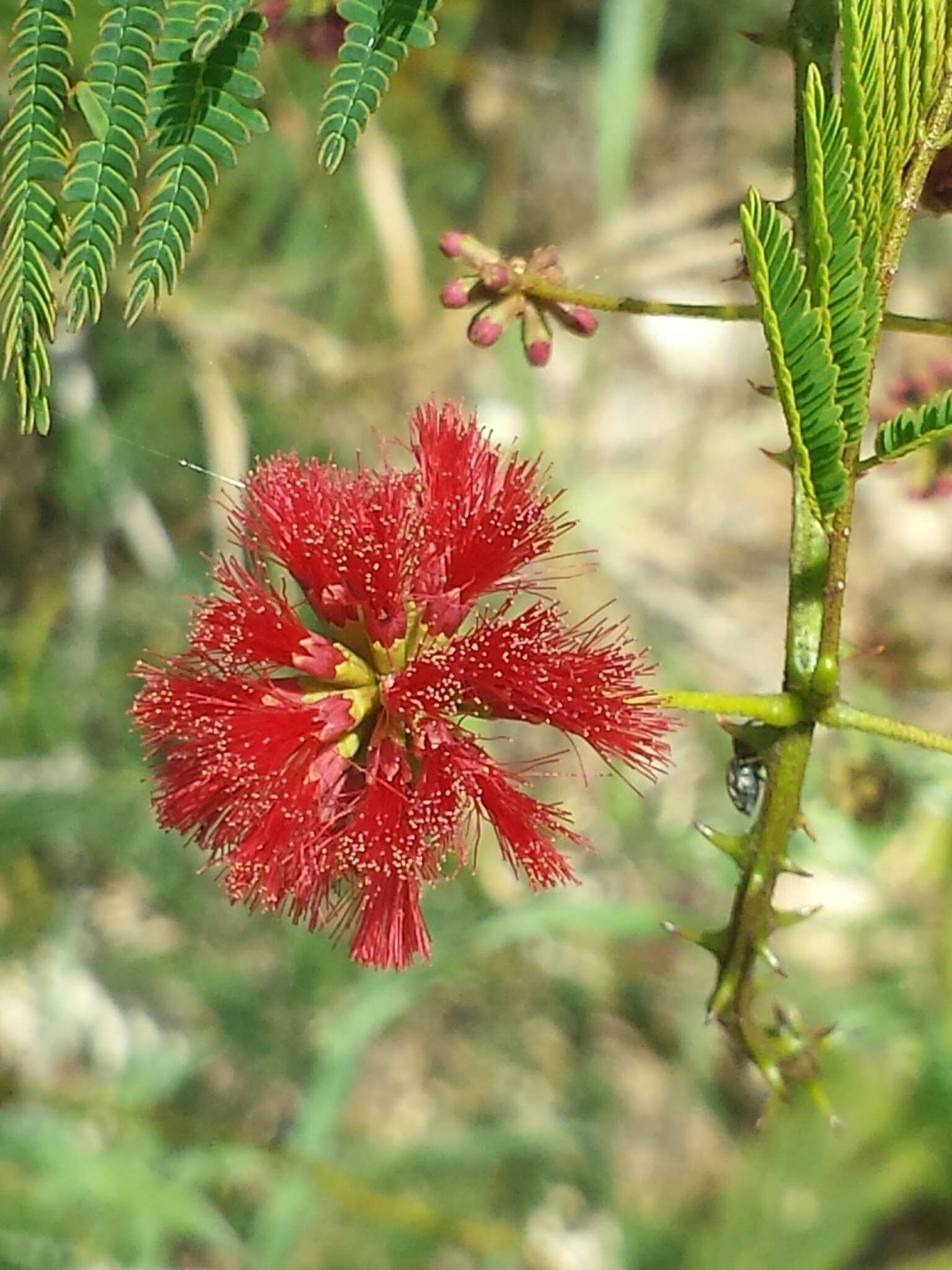 Image of Senegalia sakalava (Drake) Boatwr.