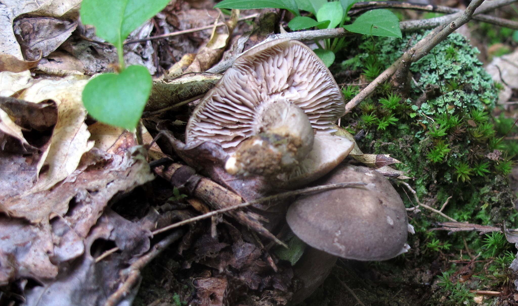 Imagem de Pseudotricholoma umbrosum (A. H. Sm. & M. B. Walters) Sánchez-García & Matheny 2014