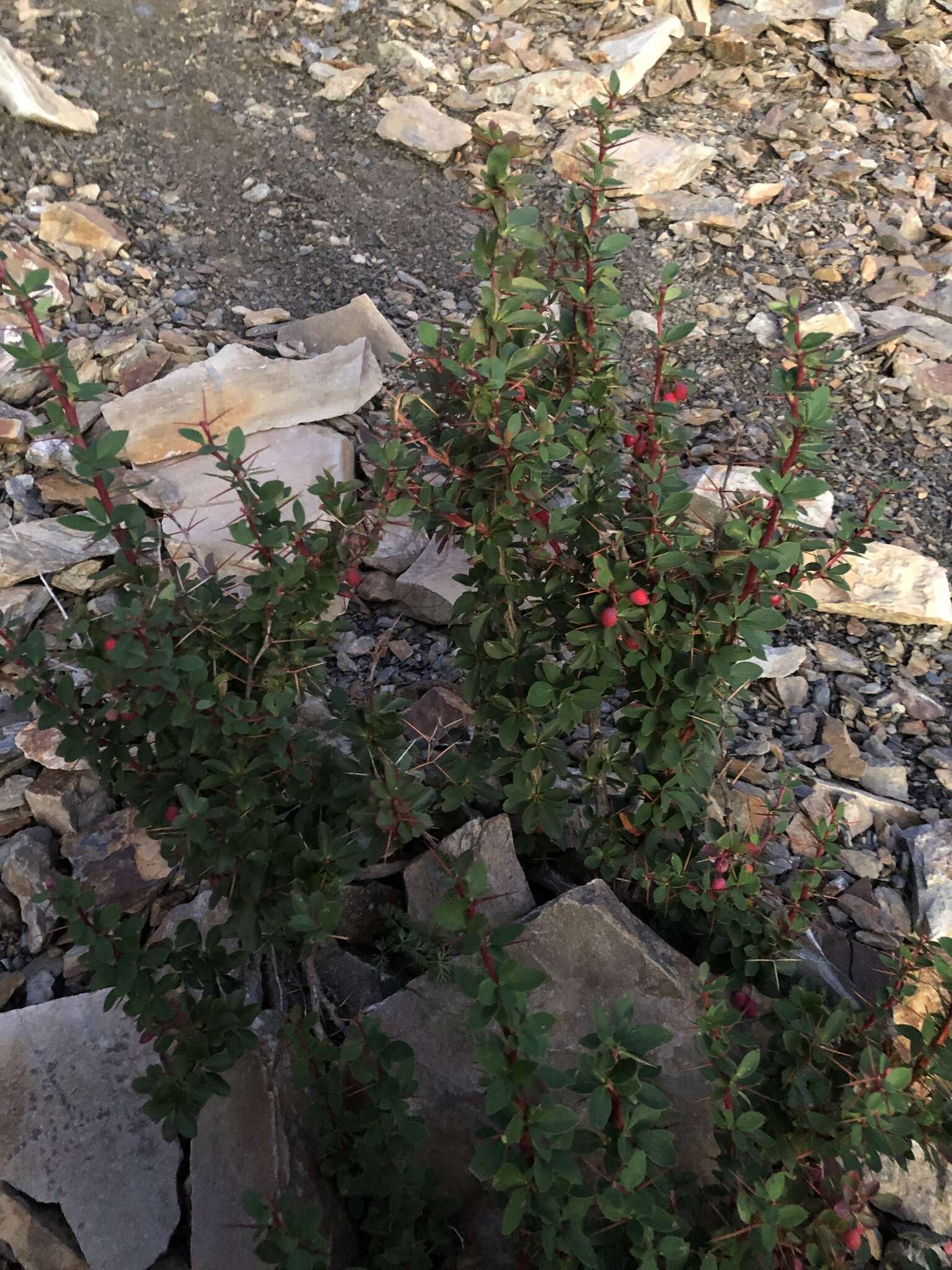 Imagem de Berberis morrisonensis Hayata