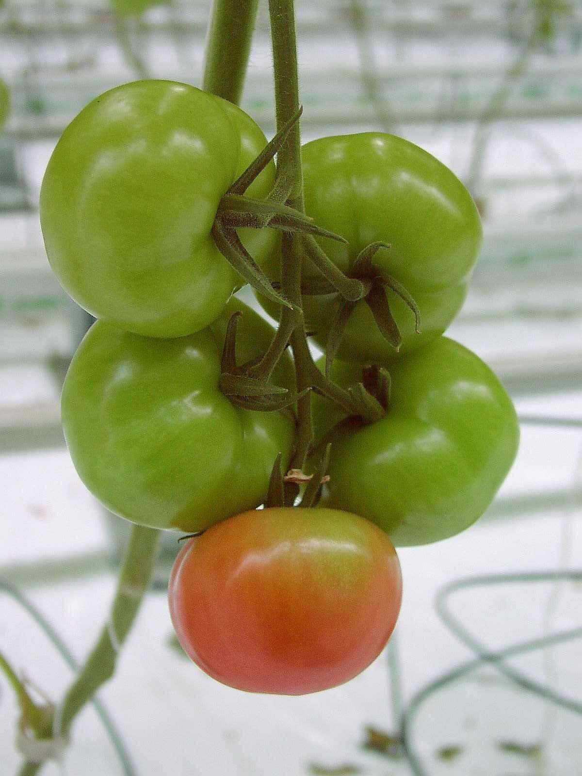 Image of tomato