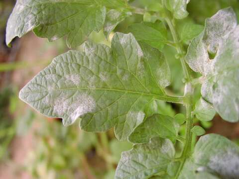 Image of tomato